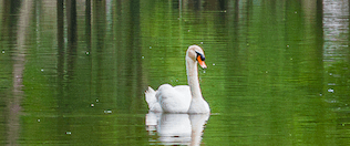Henry the Swan gliding across the lake
