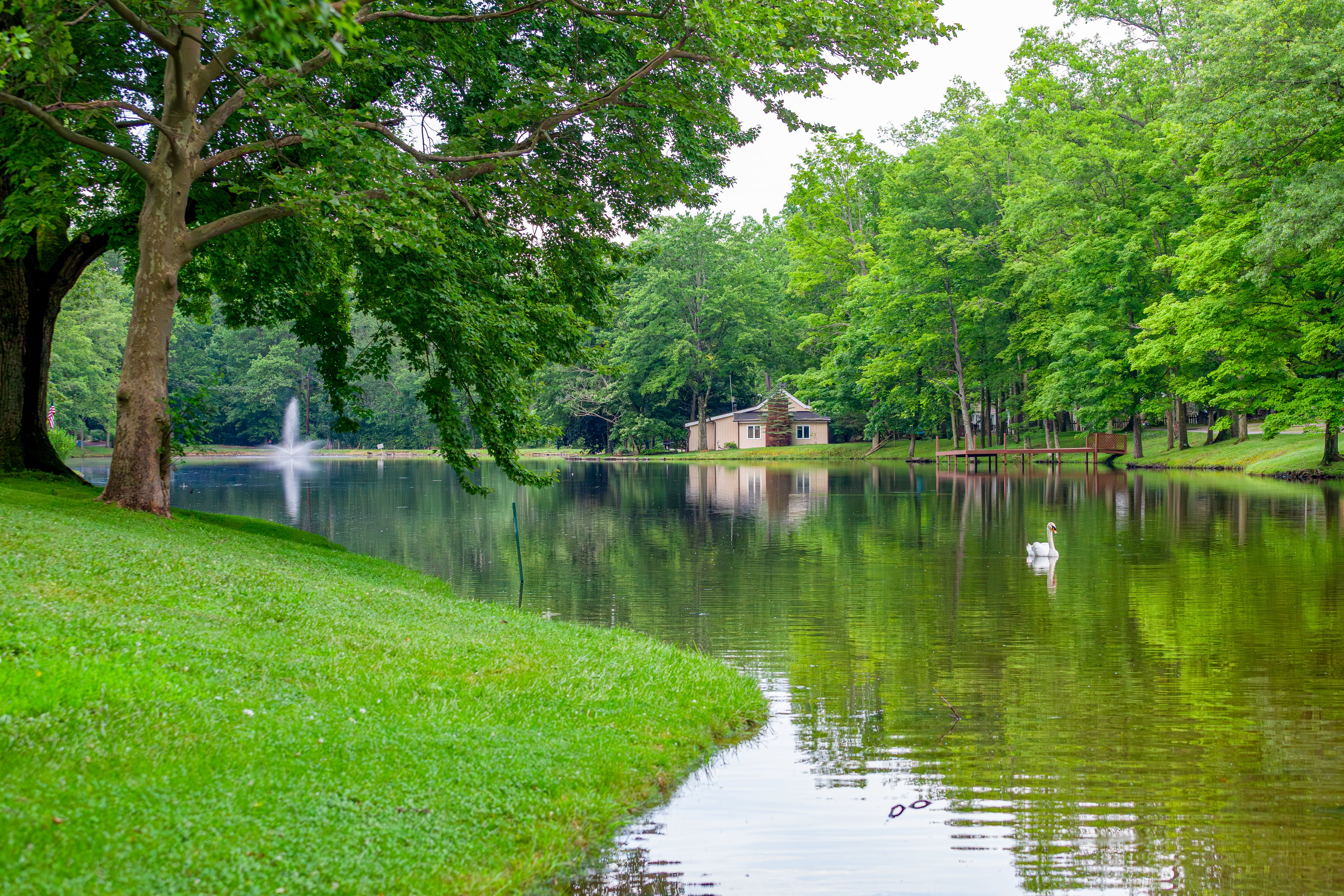 Lake view with Henry the Swan