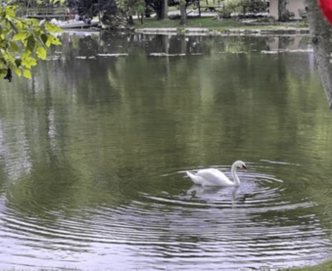 Lake with Henry the Swan