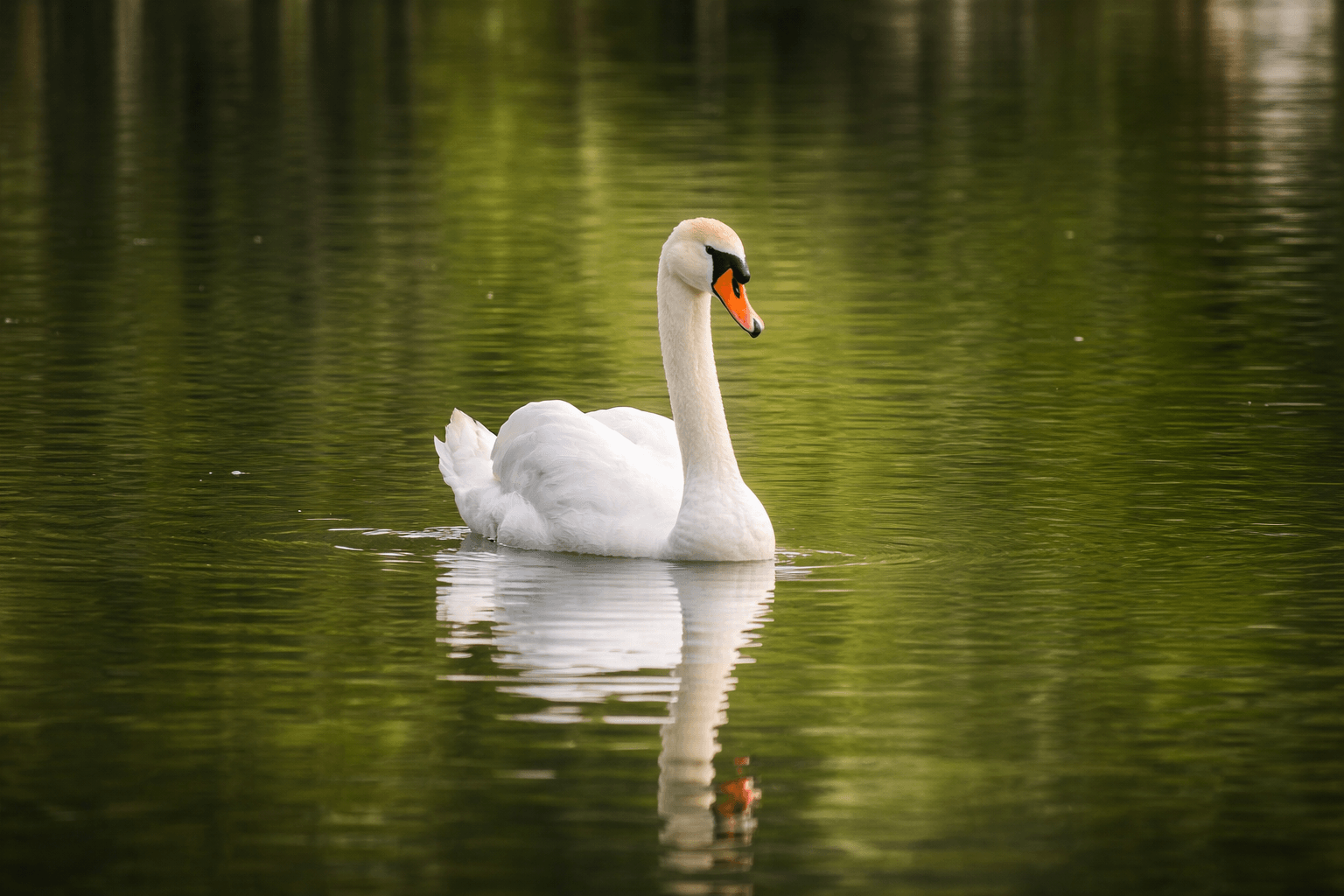 Henry the Swan on the lake at Country Acres